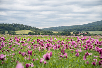 Mohnbl&uuml;te im GEO Naturpark Frau-Holle-Land (Hessen, Deutschland). Ein Feld voller lila Schlafmohn. 