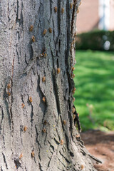 Cicadas shell on tree with green nature background