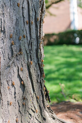 Fototapeta premium Cicada shell on tree with green nature background