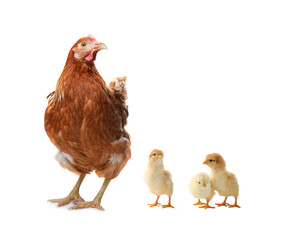 Chicken with cute chicks on white background