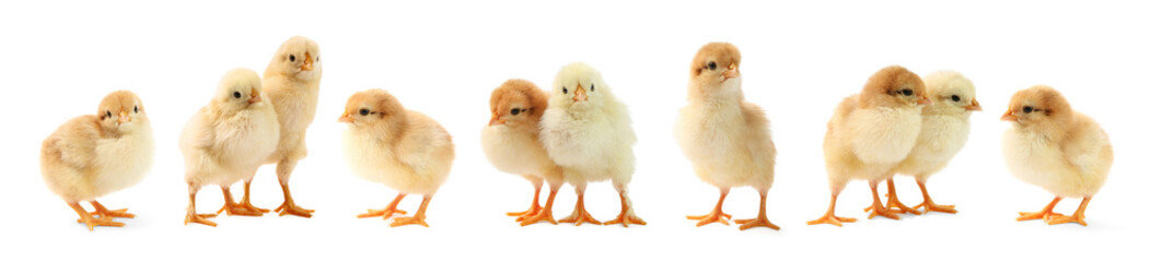 Fototapeta premium Cute fluffy chicks on white background. Baby animals