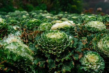 Close up view of Brassica Oleracea in Northern Blossoms garden in Atok Benguet in Philippines.