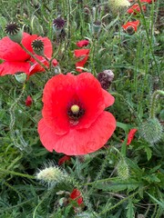 Red Poppy Fields under a Blue Sky