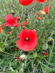 Red Poppy Fields under a Blue Sky