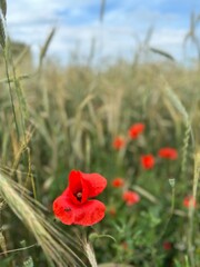 Red Poppy Fields under a Blue Sky