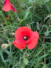 Red Poppy Fields under a Blue Sky