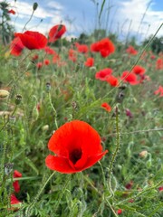 Red Poppy Fields under a Blue Sky