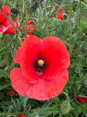 Red Poppy Fields under a Blue Sky