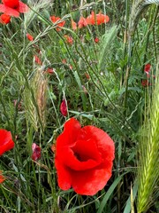 Red Poppy Fields under a Blue Sky
