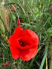 Red Poppy Fields under a Blue Sky