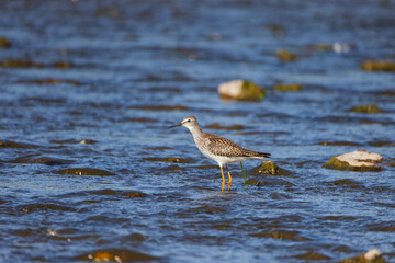 Greater Yellowlegs
(Tringa melanoleuca) on the river