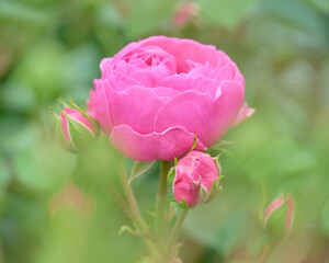 札幌大通公園12丁目バラ園「サンクンガーデン」のバラ・ポンポネッラ / Rose 'Pomponella' in the Sunken Garden, Sapporo Odori Park 12-chome Rose Garden