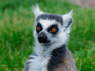 portrait of a lemur on a green background