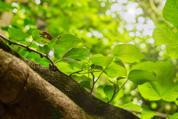 Close-up of leaves perched on a trunk