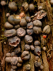 Fruiting bodies of Wolfs milk  on a stump