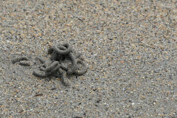 Coiled castings of a blow lugworm