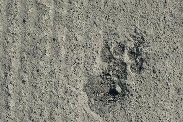 Paw print in molded road