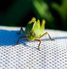 Close-up of a green grasshopper on a white textured surface in sunlight.
