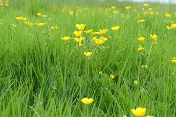Yellow buttercup blossoms on a green meadow