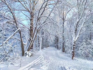 Winter Wonderland at Dusk With Snow-Covered Trees forest
