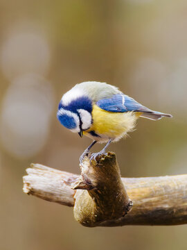 Bluetit bird with blue and yellow feathers sitting on a broken branch fork in the forest and looking down
