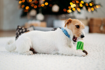 Cute jack russell terrier on a wood floor with a green toy