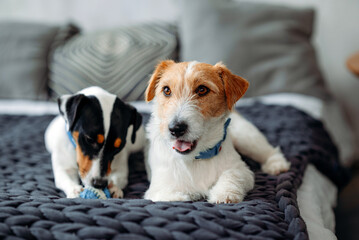 A two Jack Russell dogs is lying in a home bed close-up.