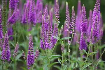 Veronica spicata, spiked speedwell plant with violet flowers.