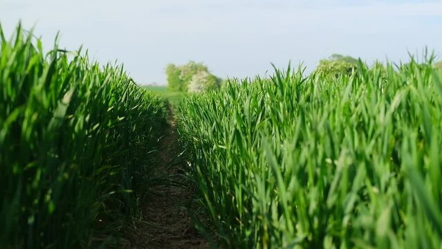 A walk through a field of green grass with a path in the middle