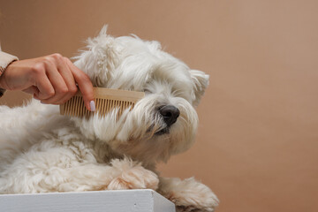 The owner of the West Highland White Terrier dog combs the long white fur with a wooden comb
