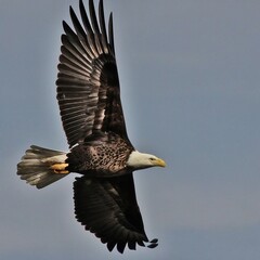 Obraz premium A close up of an American Bald Eagle in flight