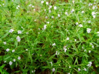 Thyme leaf & flower (thymus) fresh herb bunch closeup for tea. Fresh green organic thyme plant in farm garden. Thyme crop growing in herb garden - medical plant, food ingredient. Herbaceous background