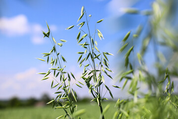 Young green sprouts of rye fly in the blue sky. Agrarian landscape of Ukraine on a sunny summer...