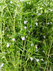 Thyme leaf & flower (thymus) fresh herb bunch closeup for tea. Fresh green organic thyme plant in farm garden. Thyme crop growing in herb garden - medical plant, food ingredient. Herbaceous background