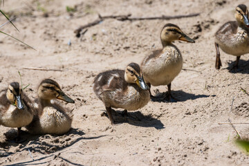 cute baby ducks walking  on beach sand with grassy background room for text