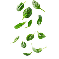 Healthy Fresh Spinach Leaves Isolated On Transparent Background For Culinary Recipes And Salads. Perfect for illustrating culinary ingredients, healthy living concepts, or salad recipes.