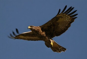 Fototapeta premium A close up of a Common Buzzard