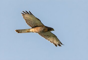 Obraz premium A close up of a Sparrowhawk in the air