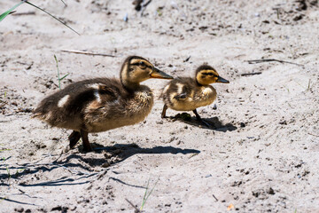 cute baby ducks walking  on beach sand with grassy background room for text