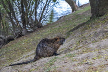 The Eurasian beaver (Castor fiber) on the riverside.