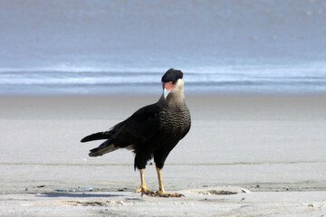 Carcará posando pra foto na praia de Cordeirinho - Maricá - RJ