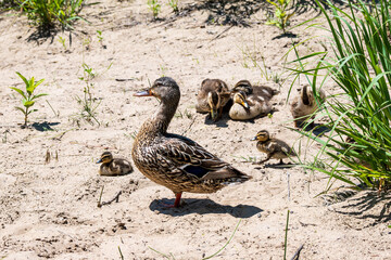 cute baby ducks walking  on beach sand with grassy background room for text
