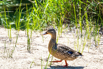 mallard duck female walking right to left on beach sand with grassy background room for text