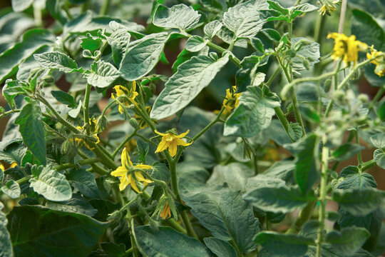 Tomato bush in the flowering stage of the first brush.
