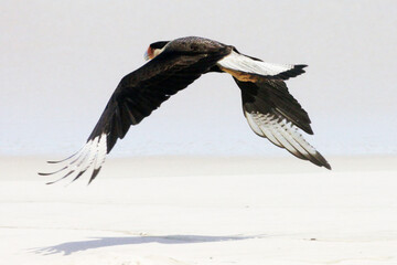 Um lindo Carcará em um voo rasante na praia de Cordeirinho - Maricá - RJ