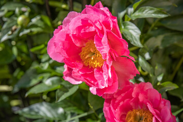 Two pink peonies in full bloom, showcasing their delicate petals and bright yellow centers. The peonies are set against a backdrop of lush green foliage, creating a vibrant and beautiful scene.