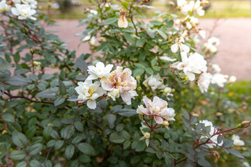 A bush with white flowers is in a park