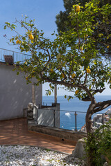 Lemon Tree with view of Positano