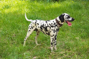 A young Dalmatian is walking on the lawn