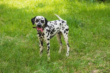 A young Dalmatian is walking on the lawn